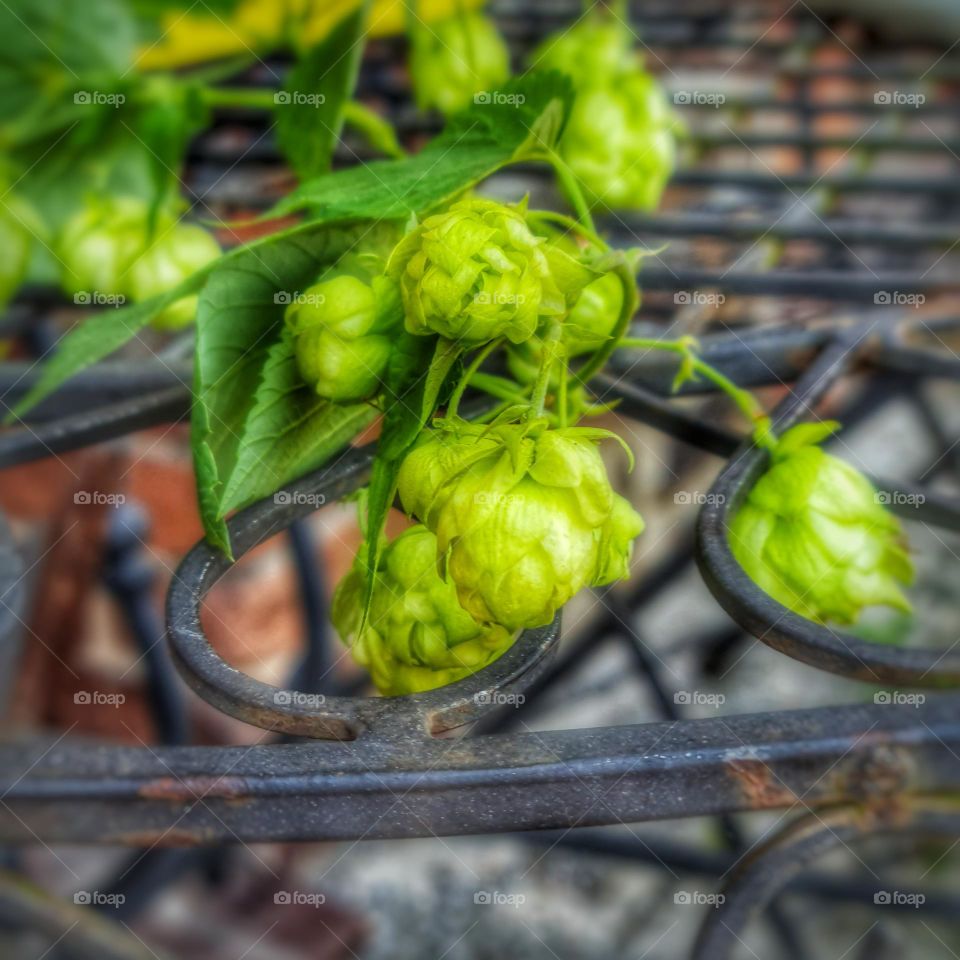 Green Hop Cones on Wrought Iron Table