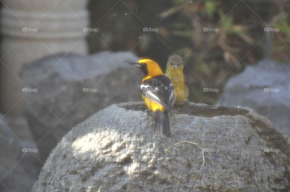 Male and female yellow