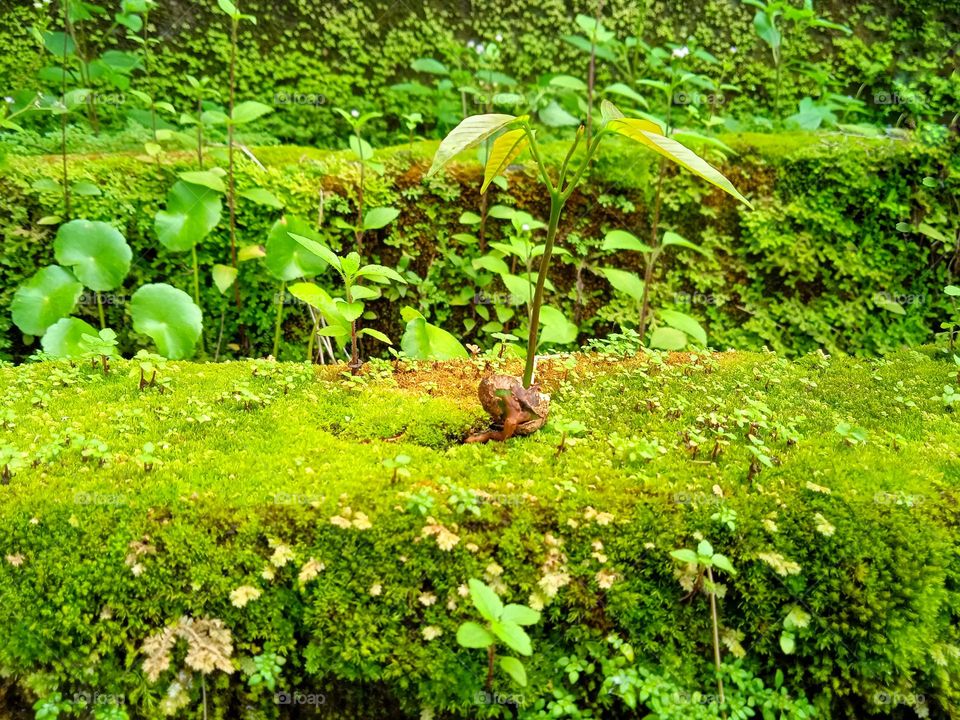 Green plants on concrete