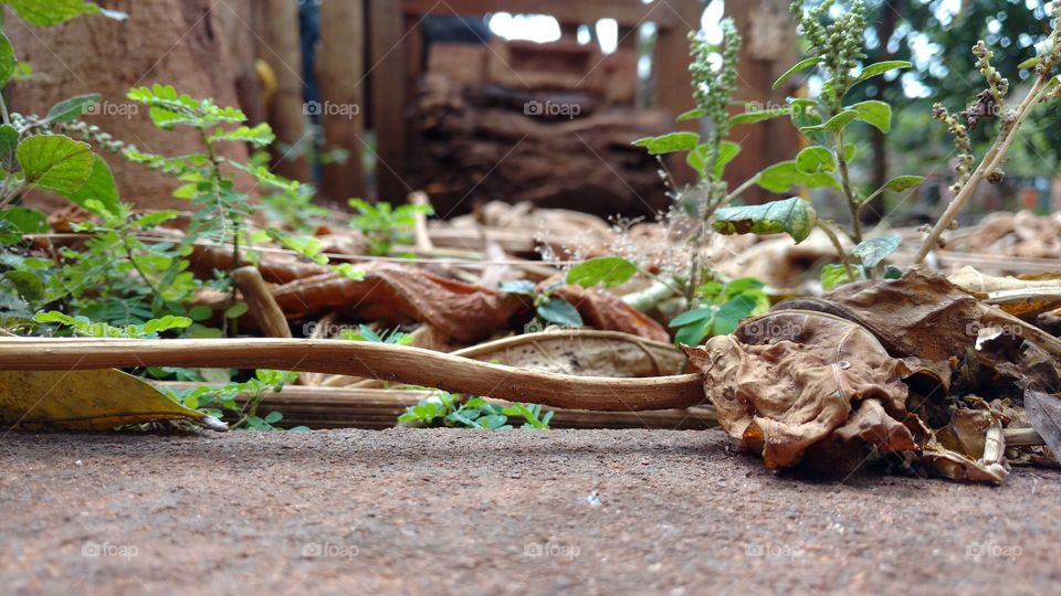 Chão com folhagens secas.
