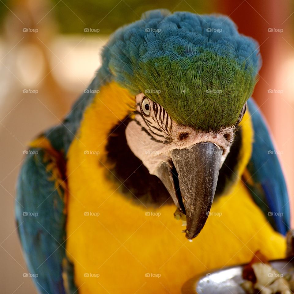 Close up of a blue and gold macaw blushing 