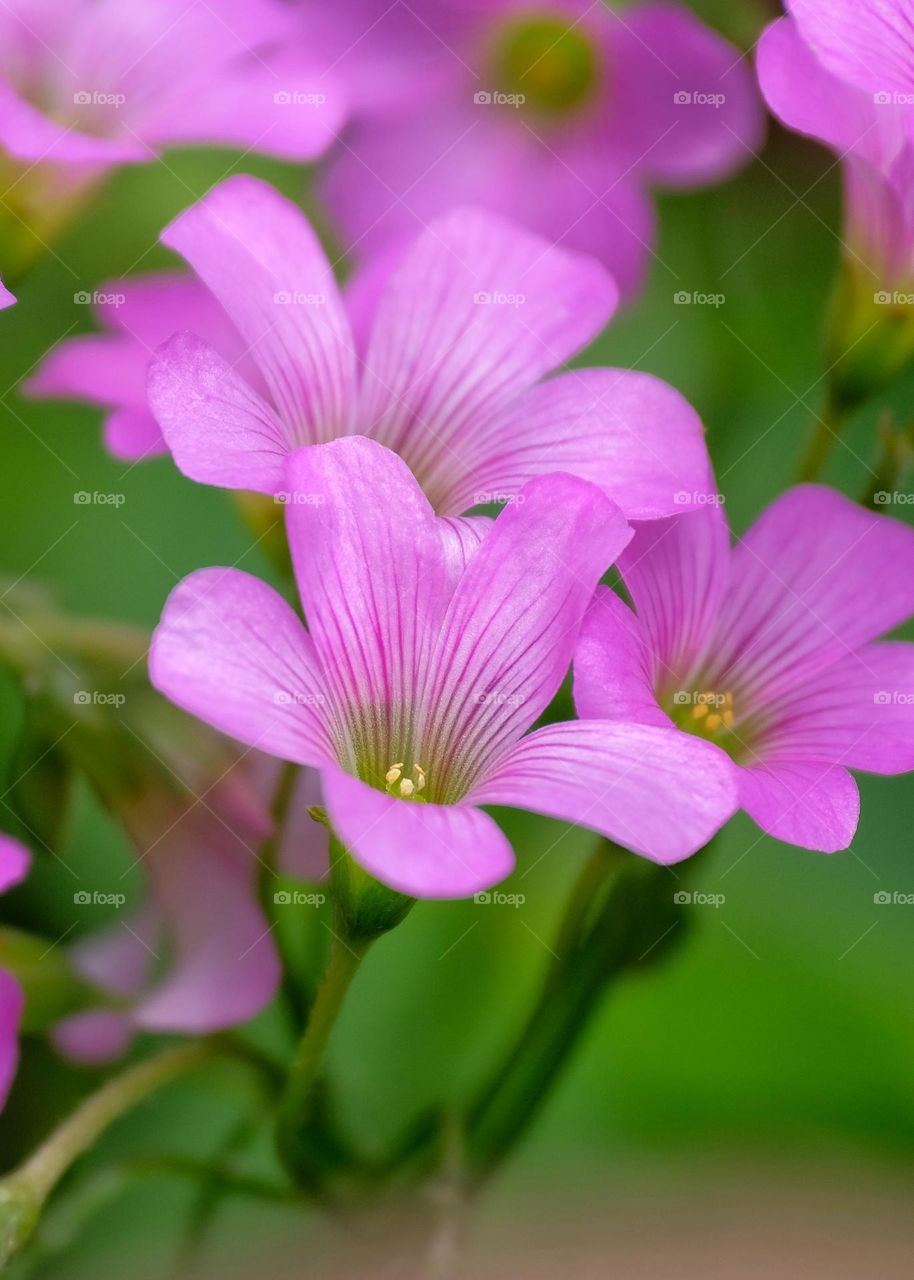pink flowers