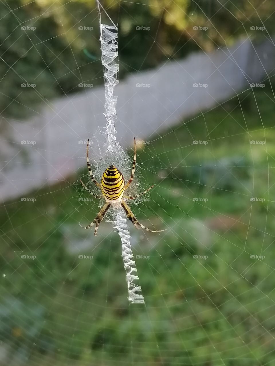 Wasp spider