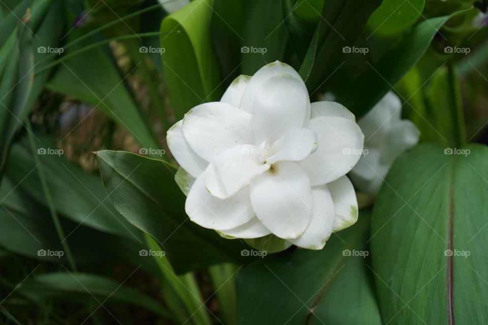 Beautiful cape gardenia flower blooming in nature