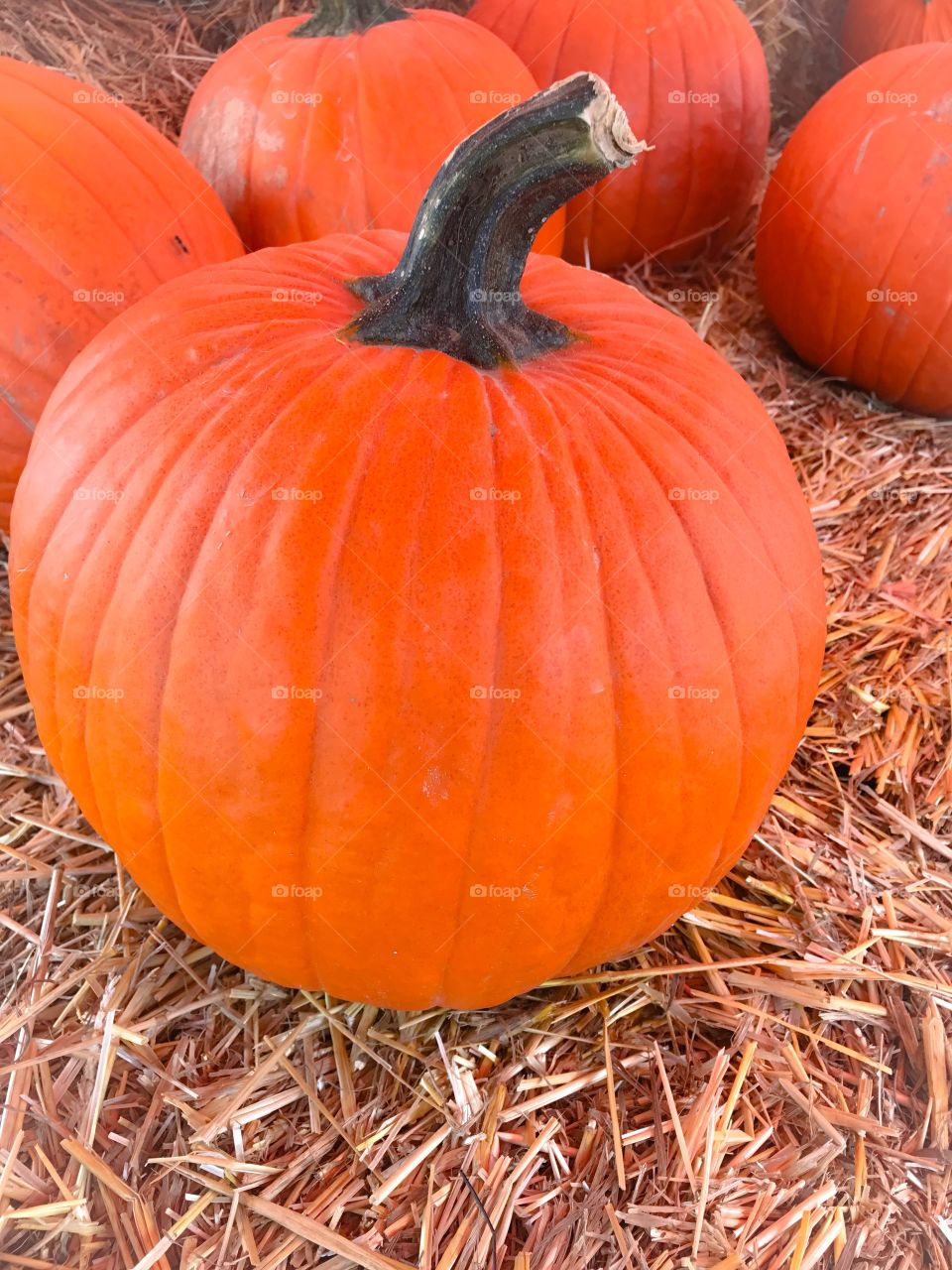 Pumpkin sitting on hay bales 