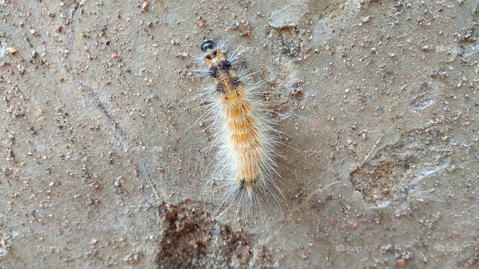 This caterpillar is very lazy, walking in the lanky lanes. Its body is yellow and brown in the middle of the body of the color, due to its purple and brown droplets, it looks like a pair of horseback riding horse. 