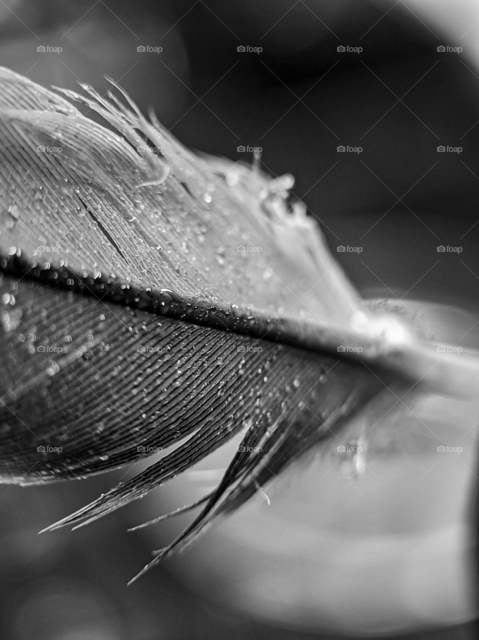 A bird feather