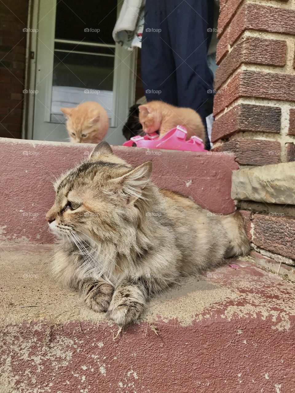 our beautiful momma cat