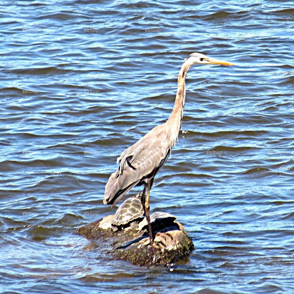 Blue Heron and Snapping Turtles