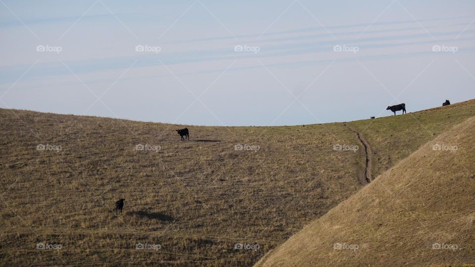 Cows on a hill.