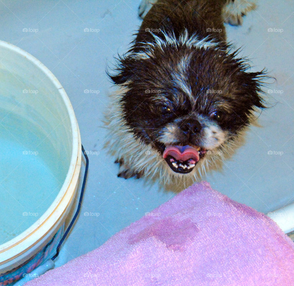 Happy Pekingese dog having a refreshing bath