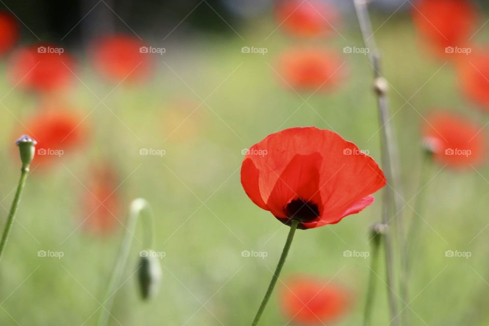 Poppies field