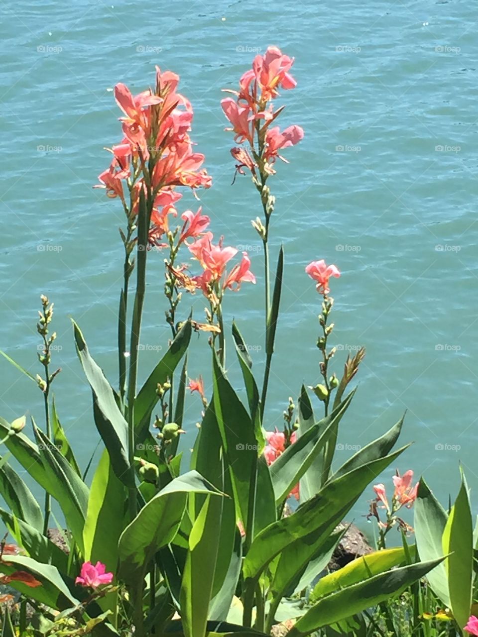 Flowers. Pretty pink flowers along a lakes shoreline.