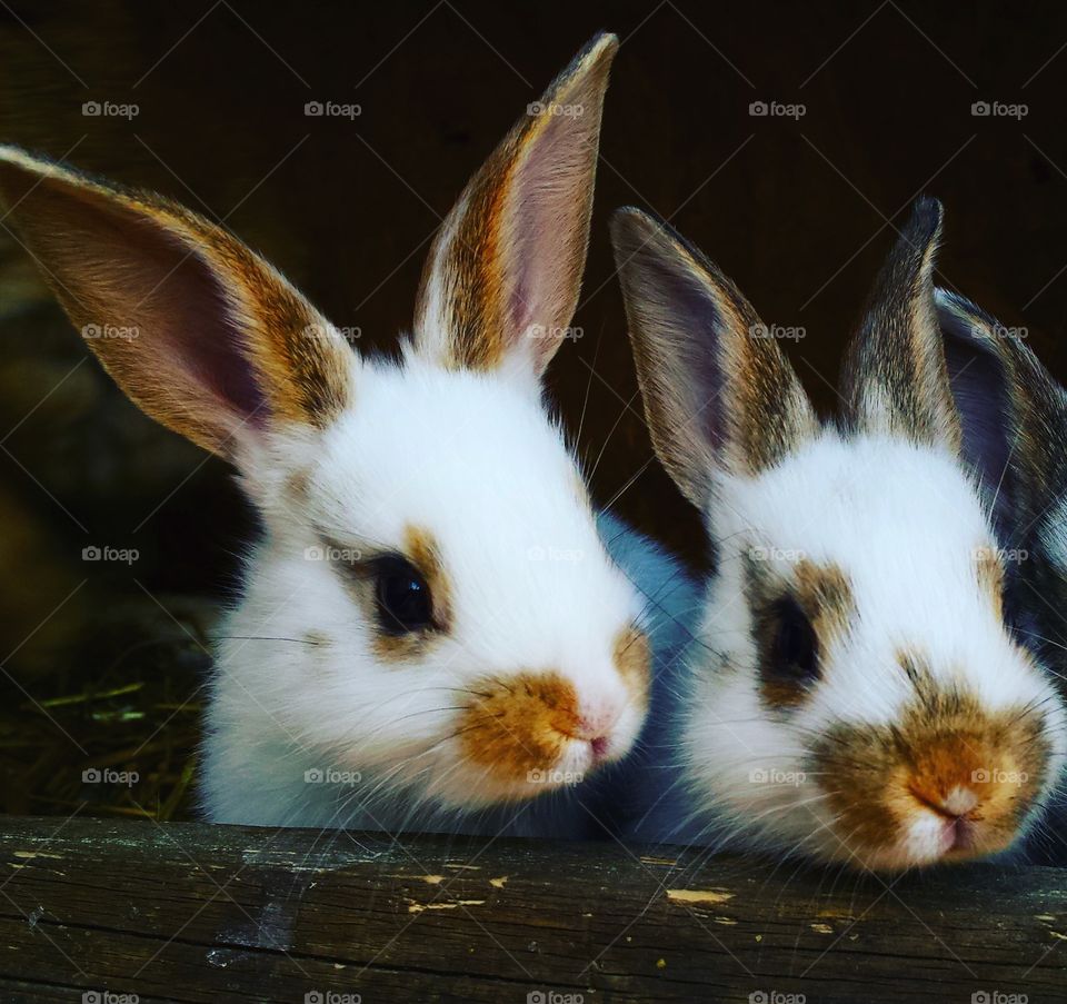 Close-up of two rabbits