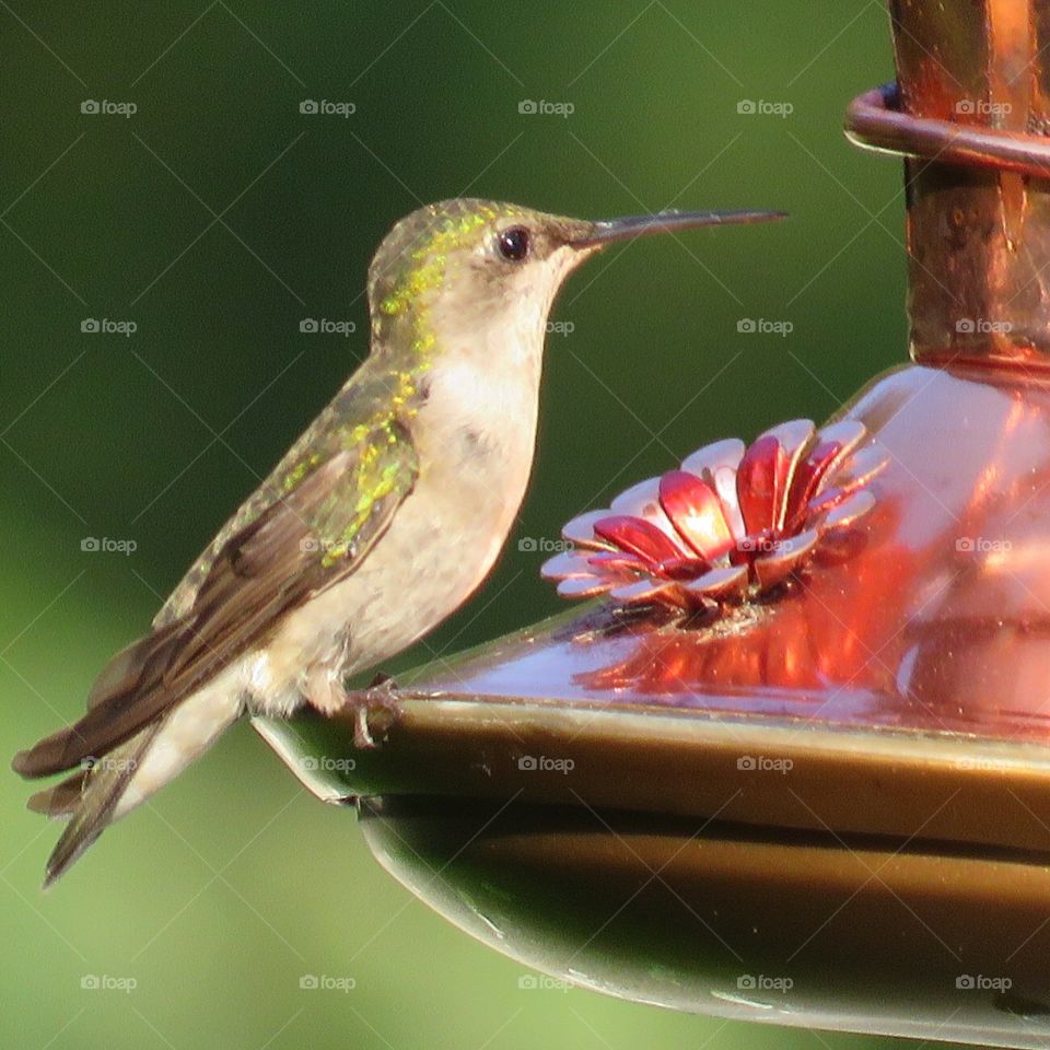 Hummingbird 