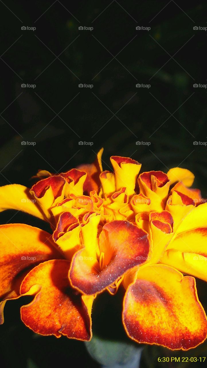 A very beautifully captured photo of a red-yellow marigold flower during night