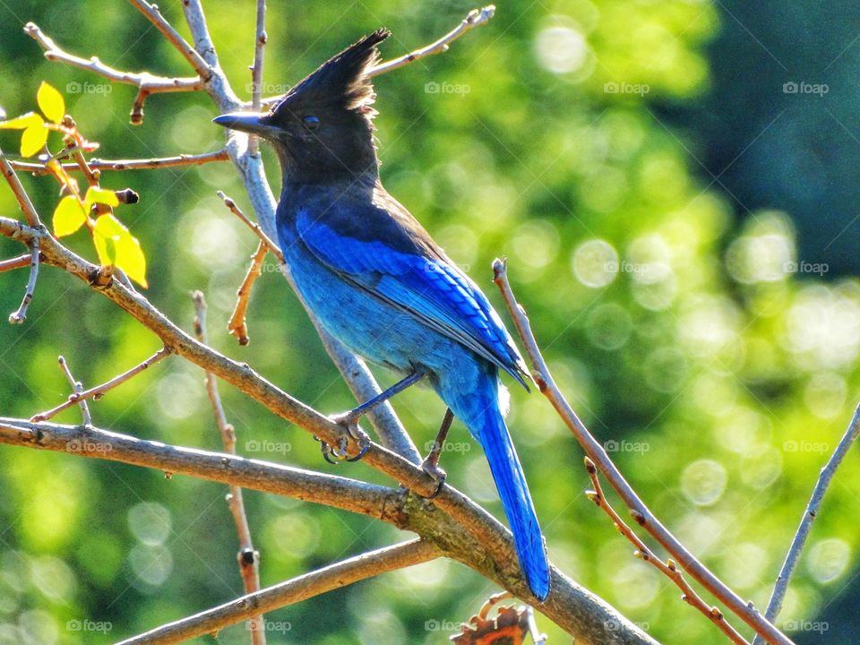 California Blue Bird In Spring