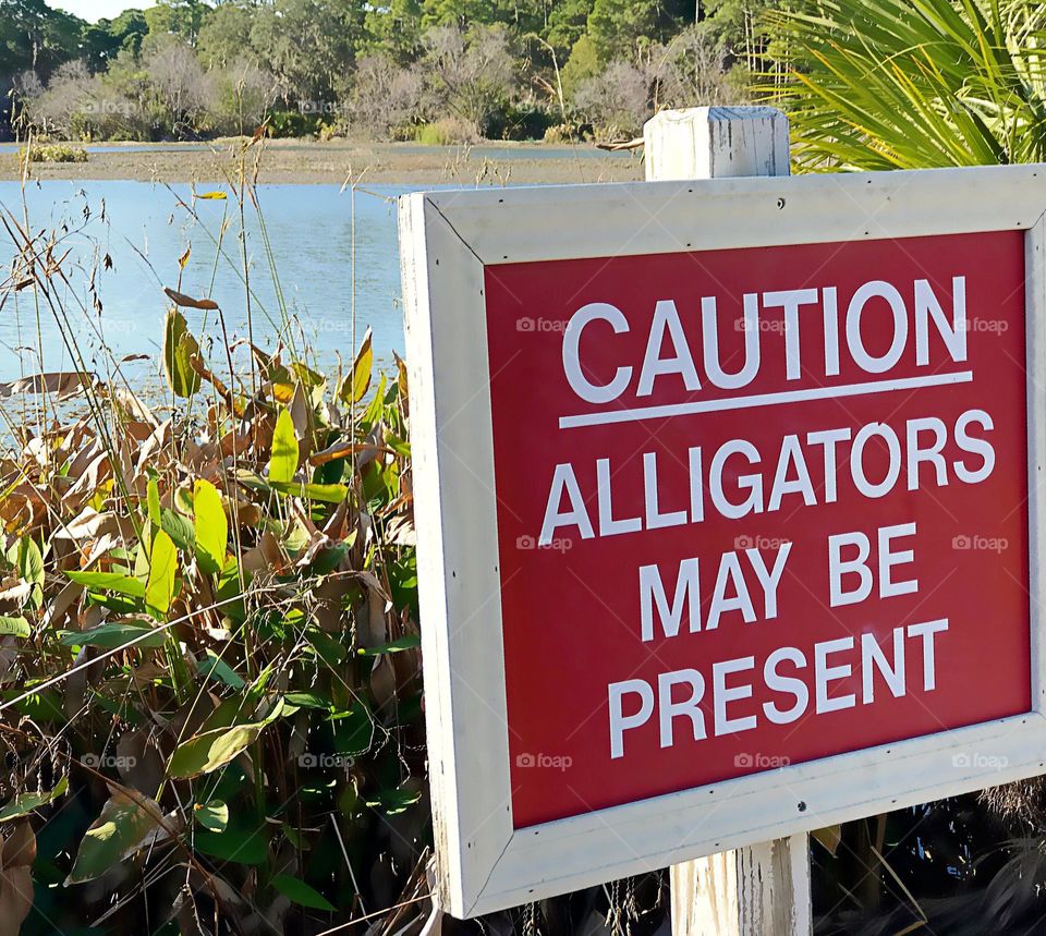 Alligator friendly park.