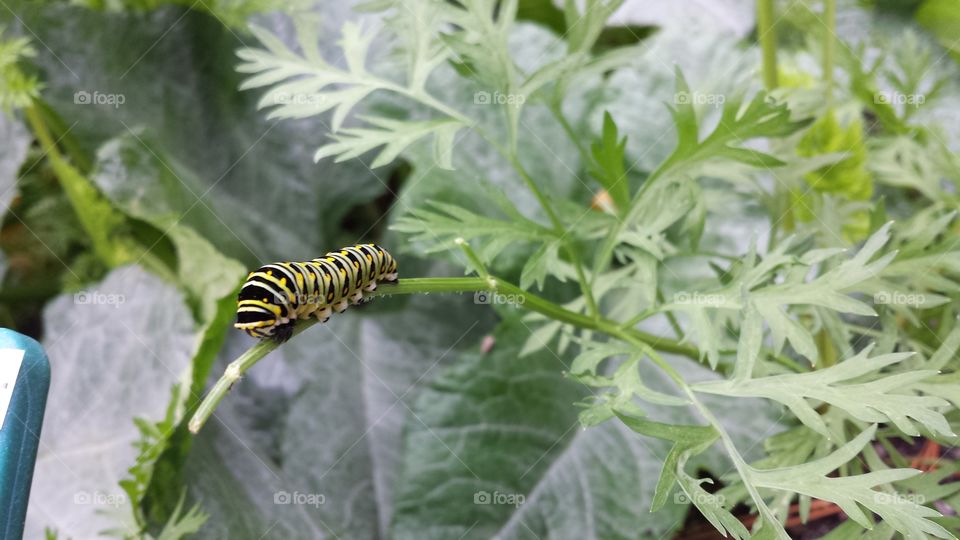 swallowtail. swallowtail butterfly caterpillar.
