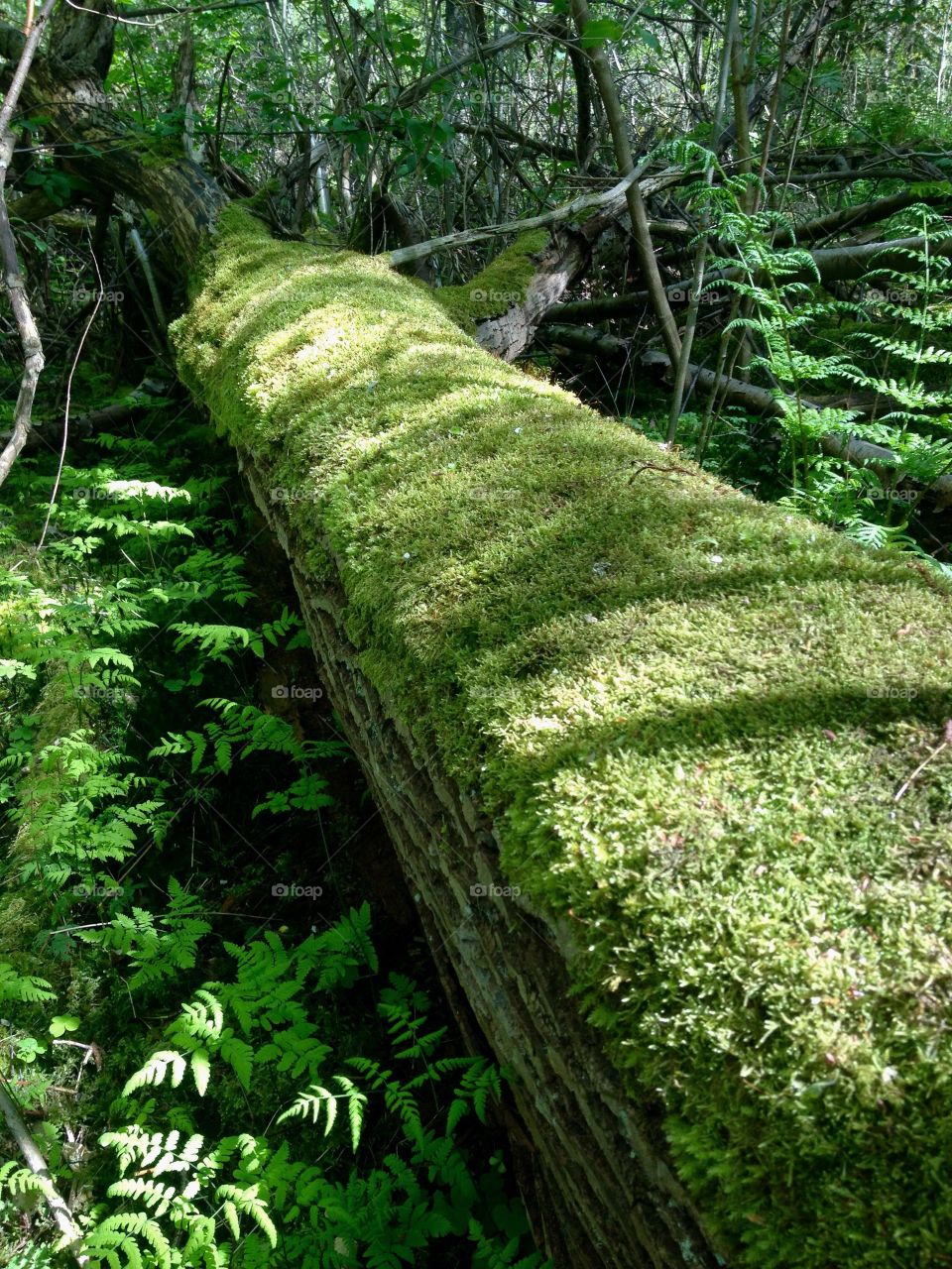 Moss on surrounding wall