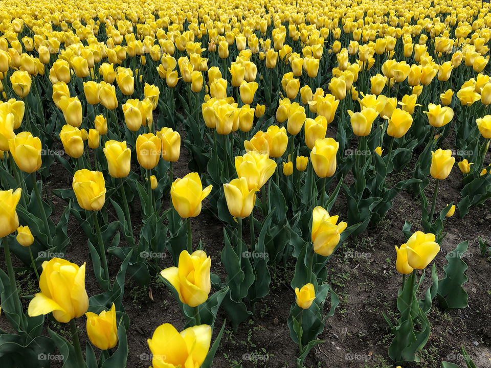 yellow tulips