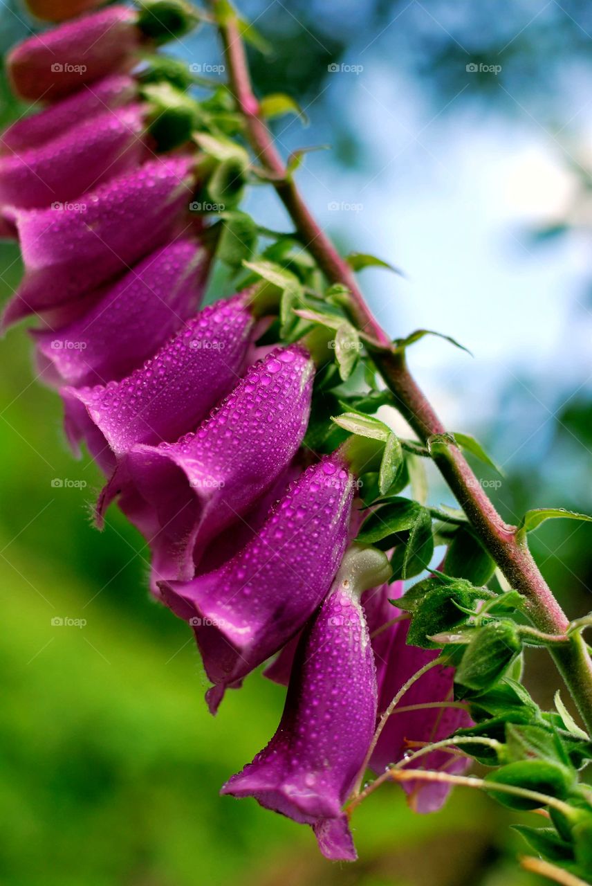 Close-up of foxgloves