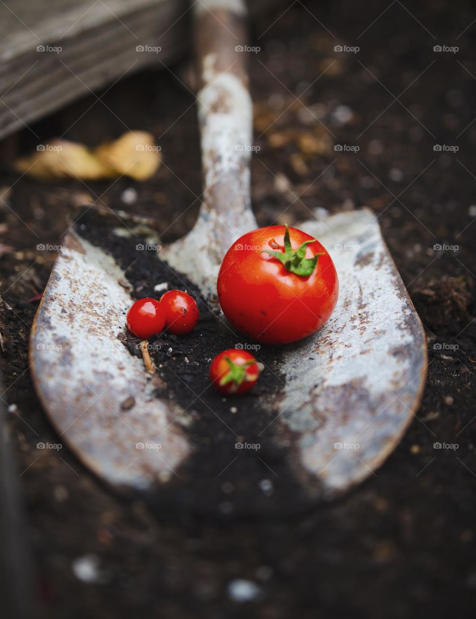 Homegrown tomatoes in the garden 