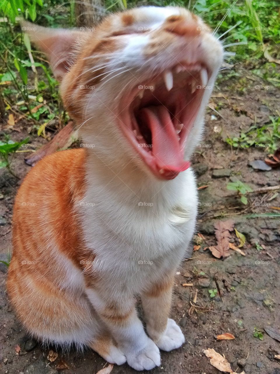 It's a shame to take a picture of this cat when the cat is yawning. It seems drowsy, the most important thing is that it is difficult to take a photo of a cat who is opening his mouth. It takes several minutes or even hours to produce this photo.
