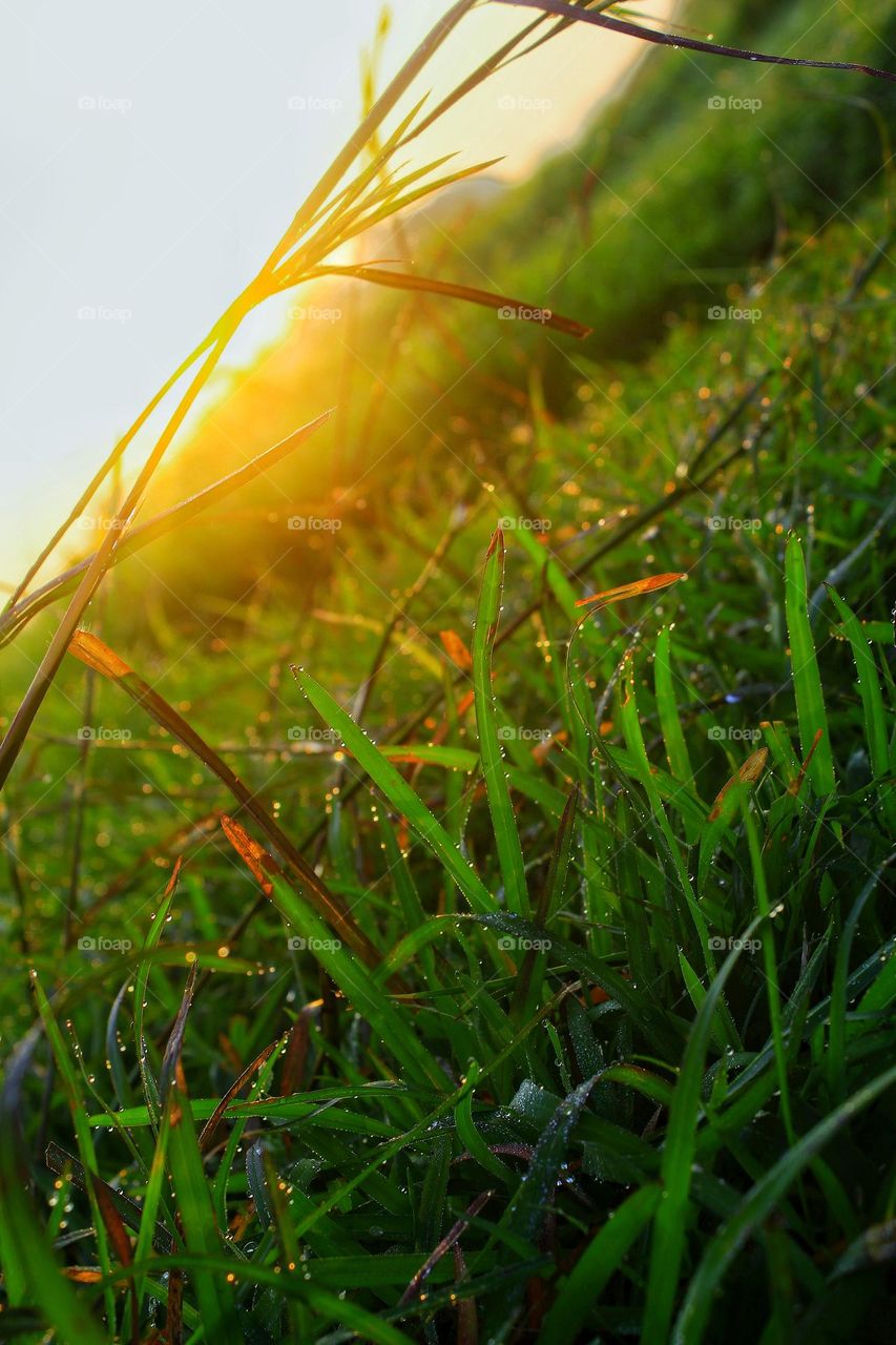 dew-filled grass
