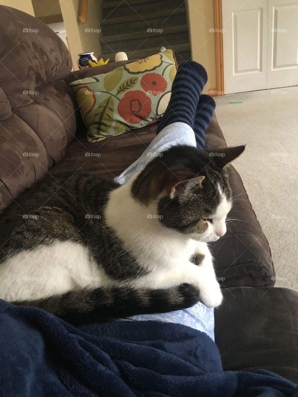 Favorite spot is on couch with kitty