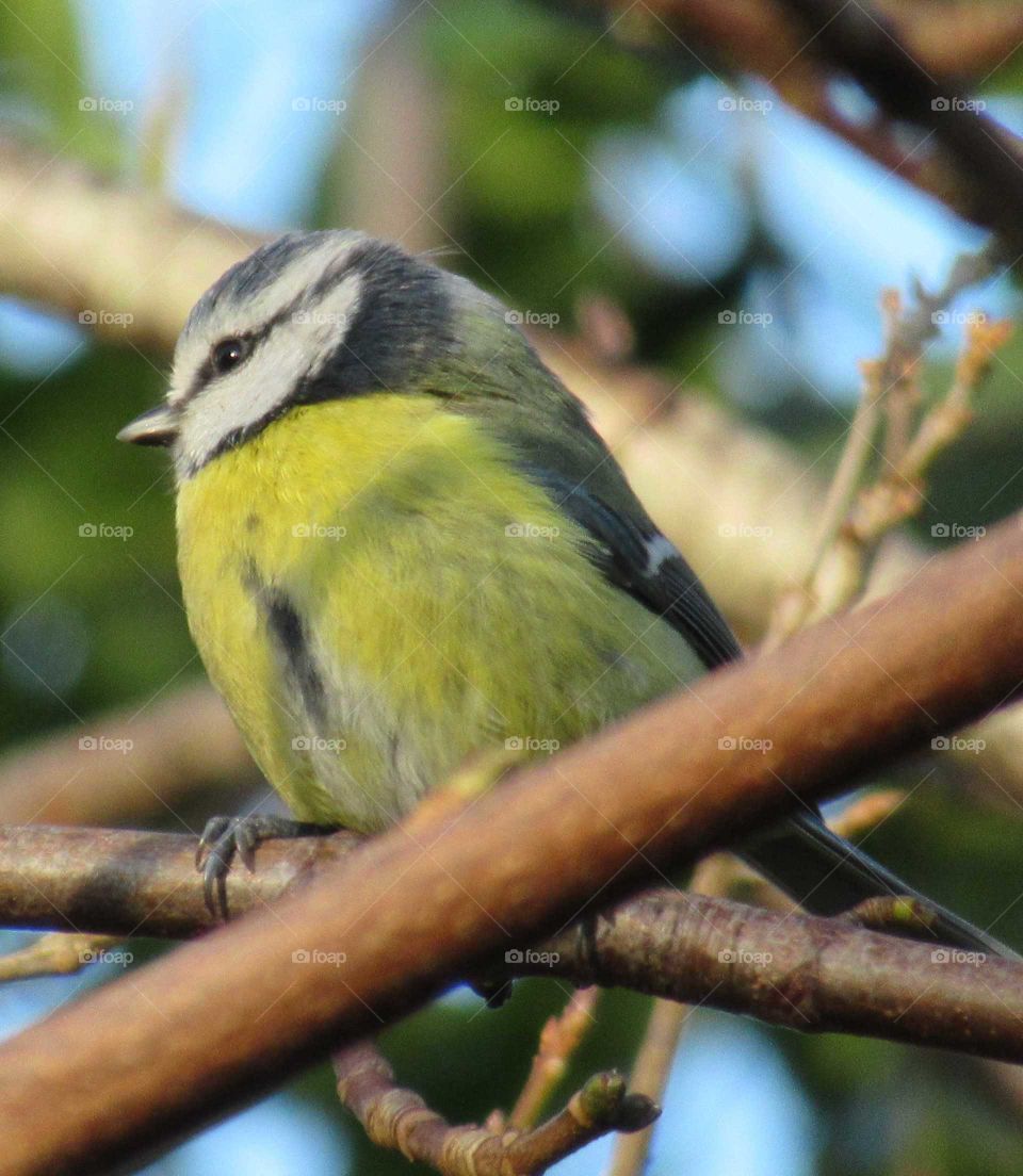 Blue Tit sat in between branches on a sunny autumns day
