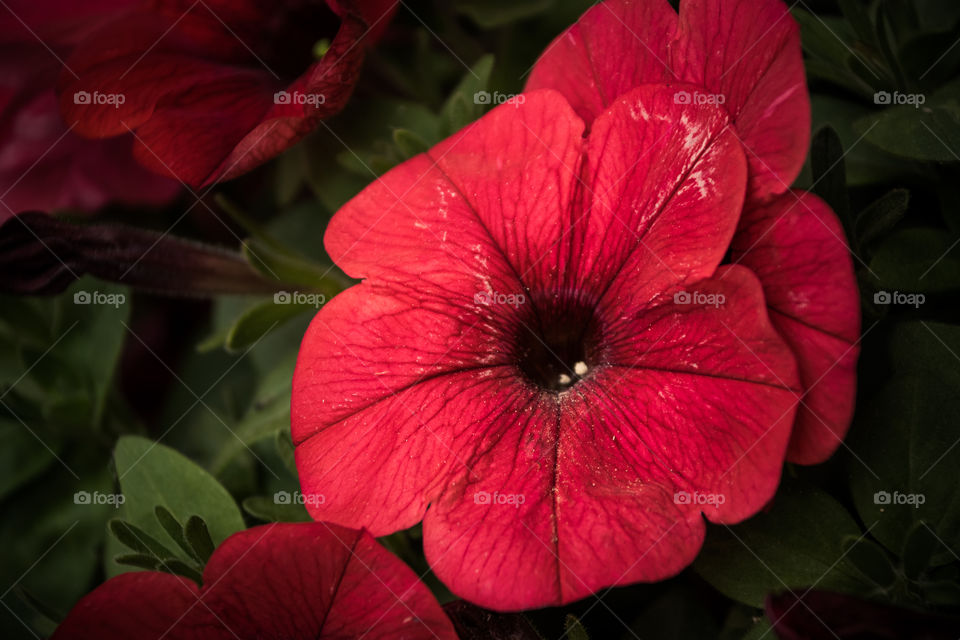 Red Petunia Flowers
