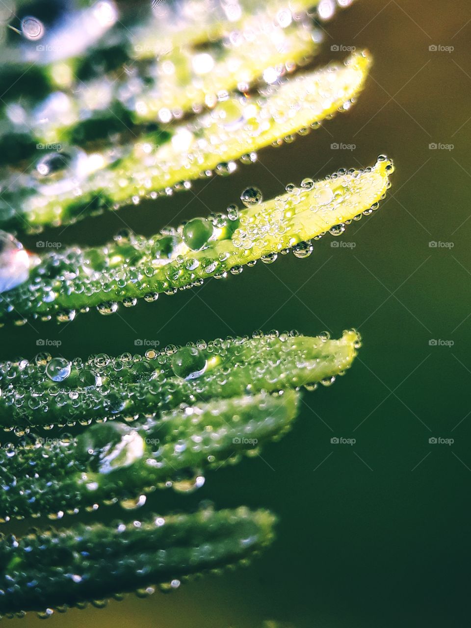 dew on fern leaf