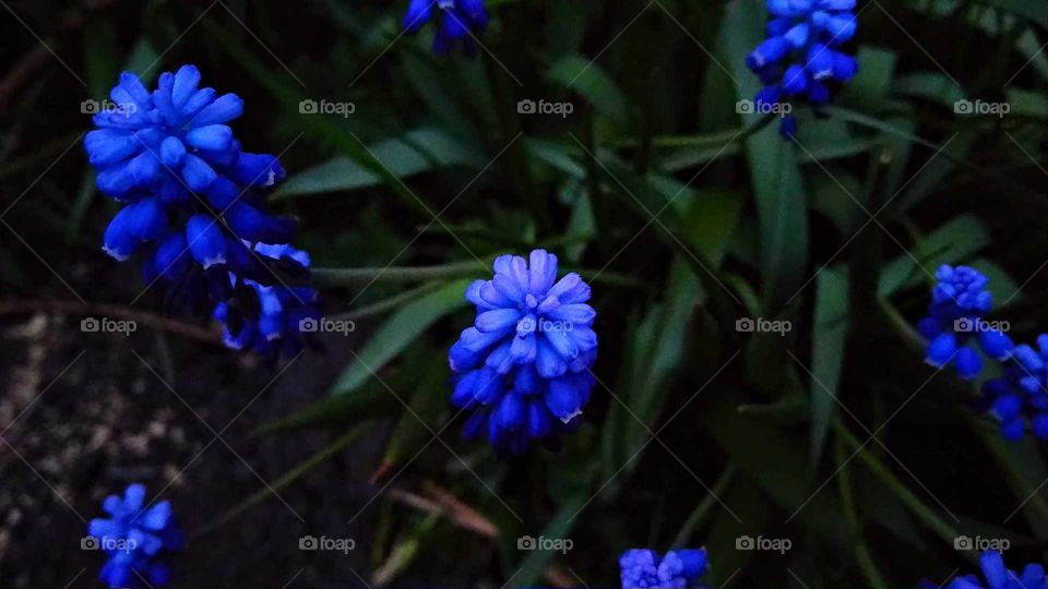Blue hyacinths