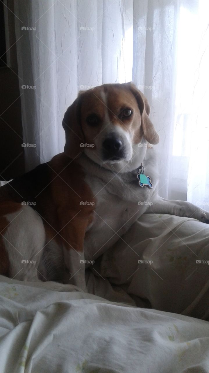 thoughtful beagle