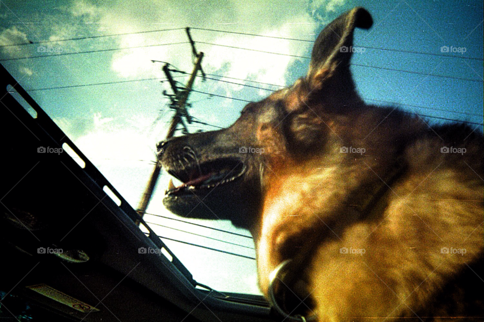 blue dog fun shepherd by squishypie