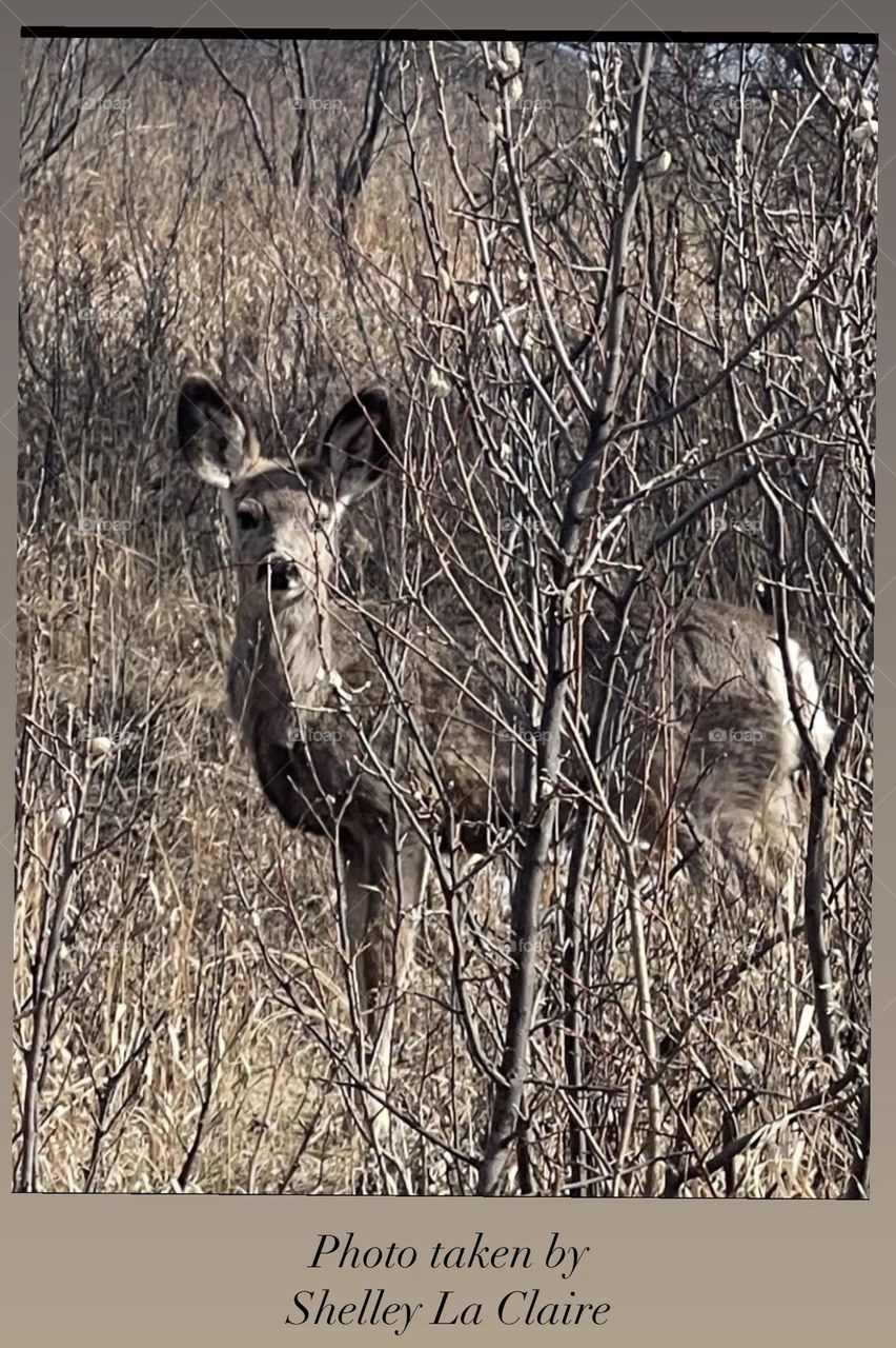 Beautiful deer picture 