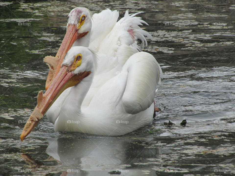 Pelicans