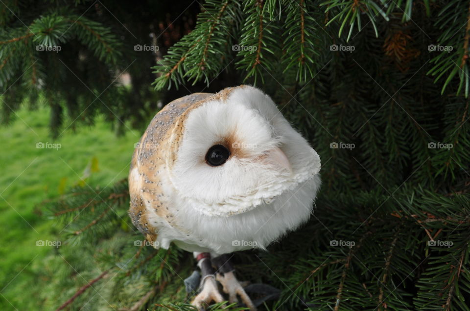 Barn owl looking at the sky