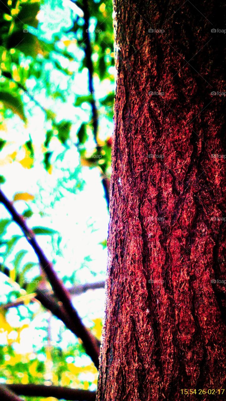 Edited photo of hard tree stem