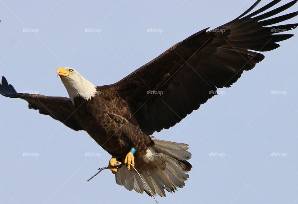Bald Eagle Bringing Stick for Nest