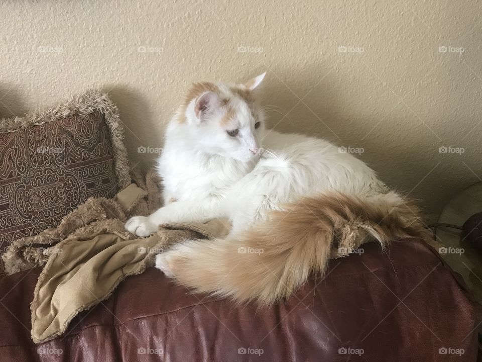 White and orange cat with pillow 