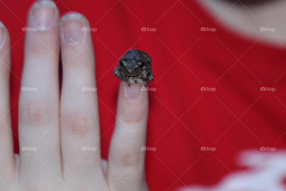 Tiny frog on finger