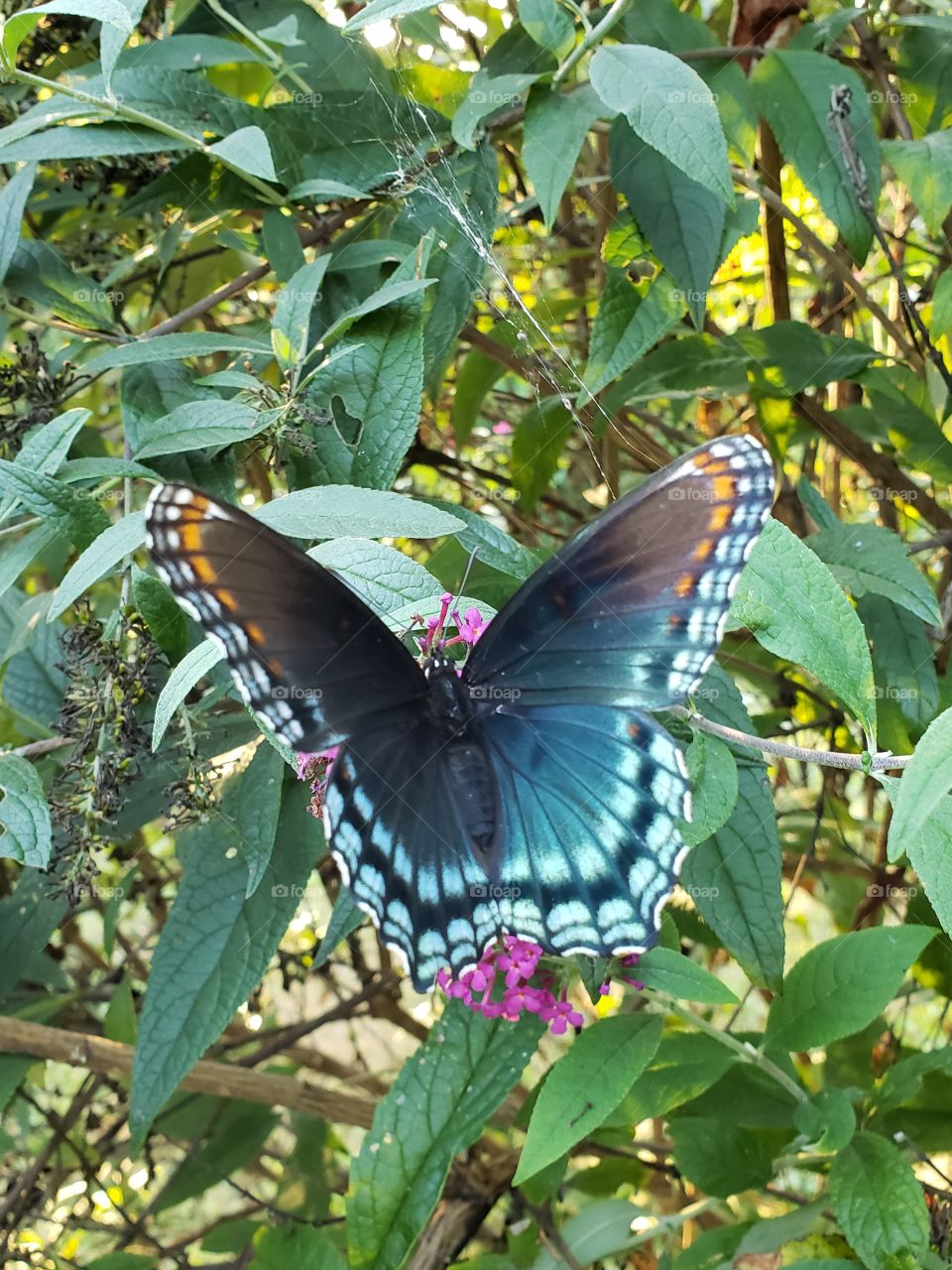 Stunning butterfly