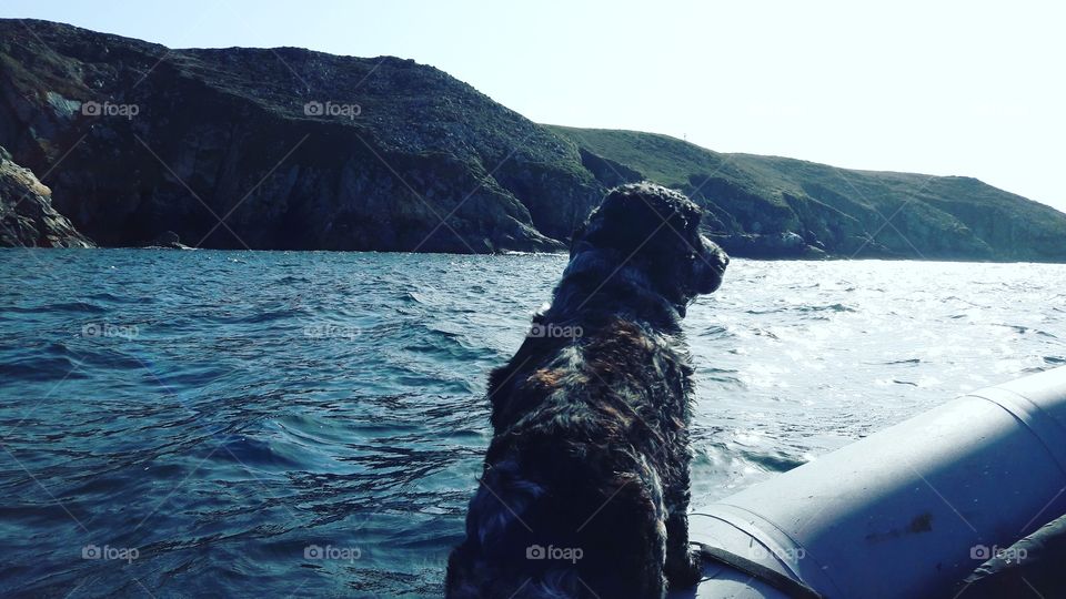 our dog on our boat