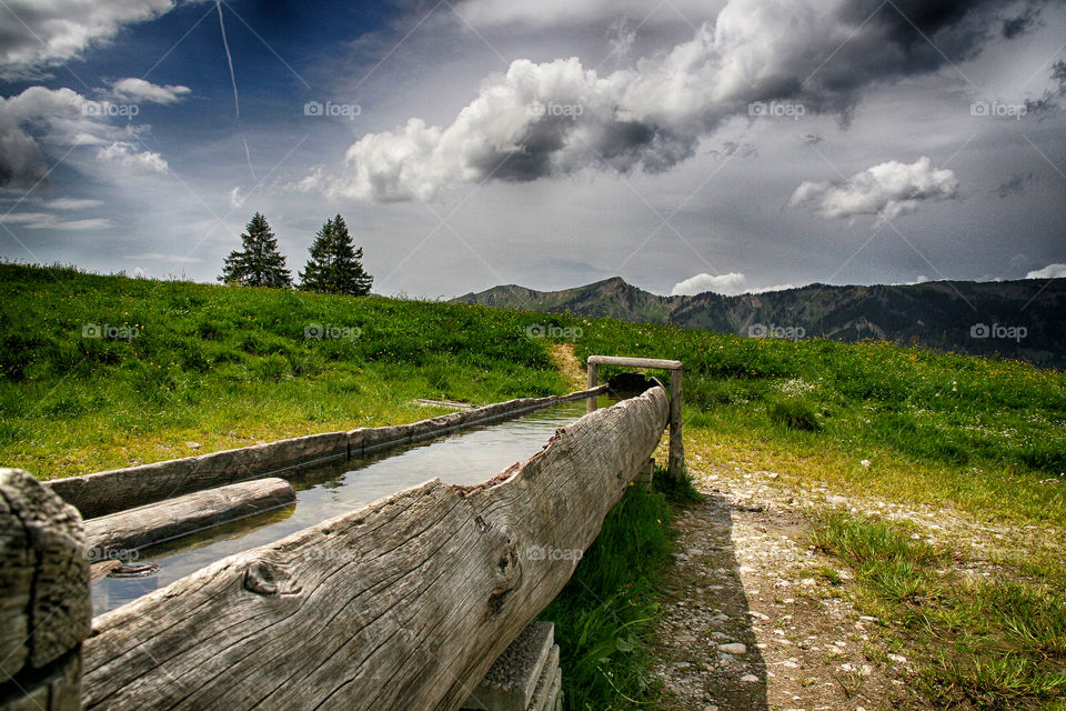 Scenic view of water stored in tree trunk