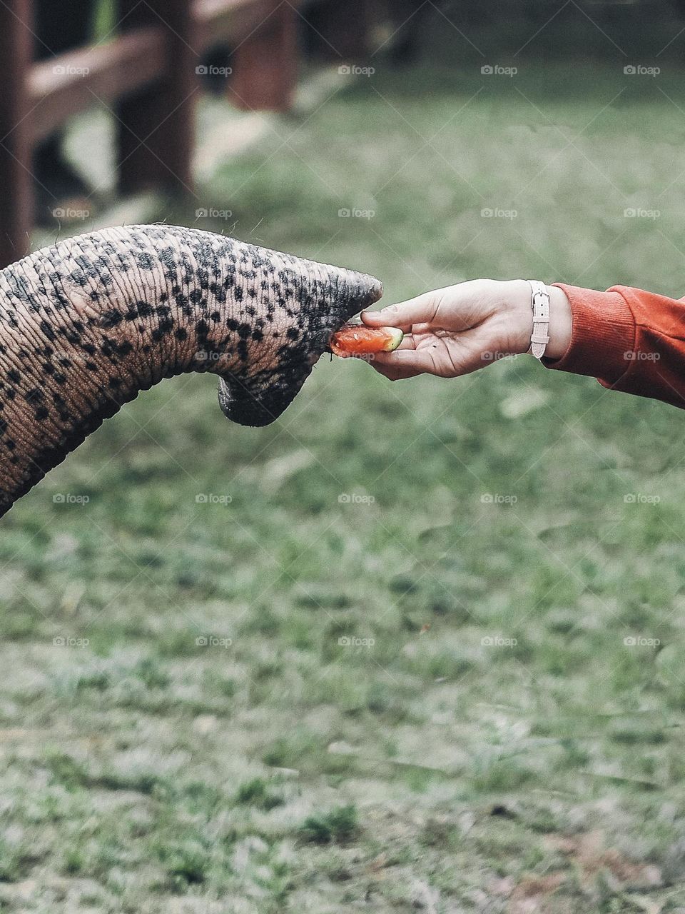 A woman is feedng an elephant with water melon at Kuala Gandah Elephant Santuary in Pahang, Malaysia