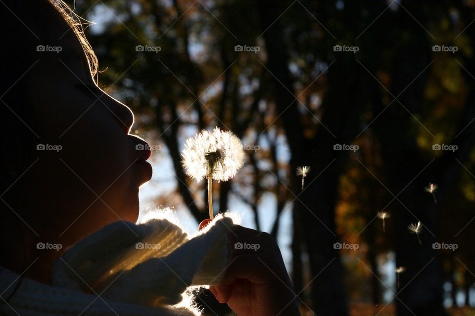 dandelion sun fall maskros by sebastian.zetterdahl