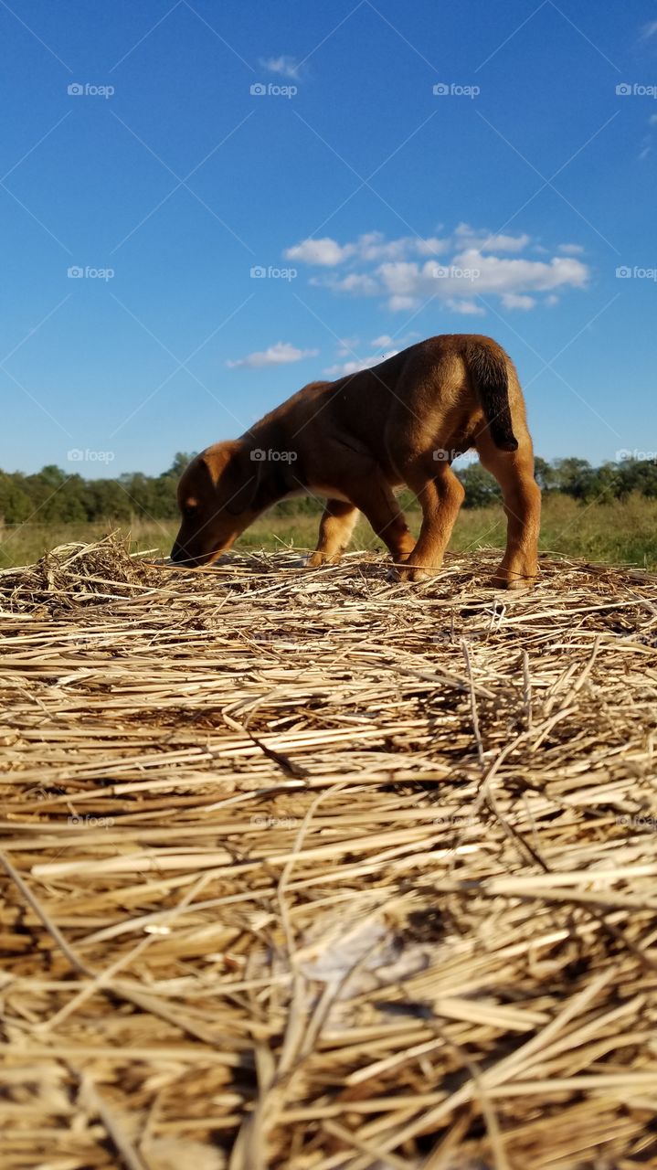 boots on a bale