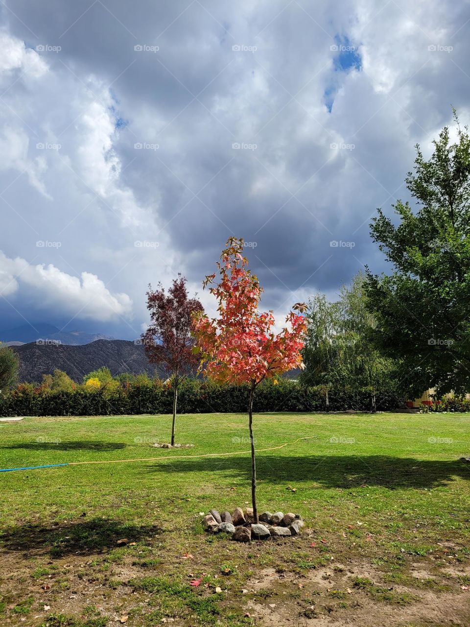 árboles y espacio verde en montaña